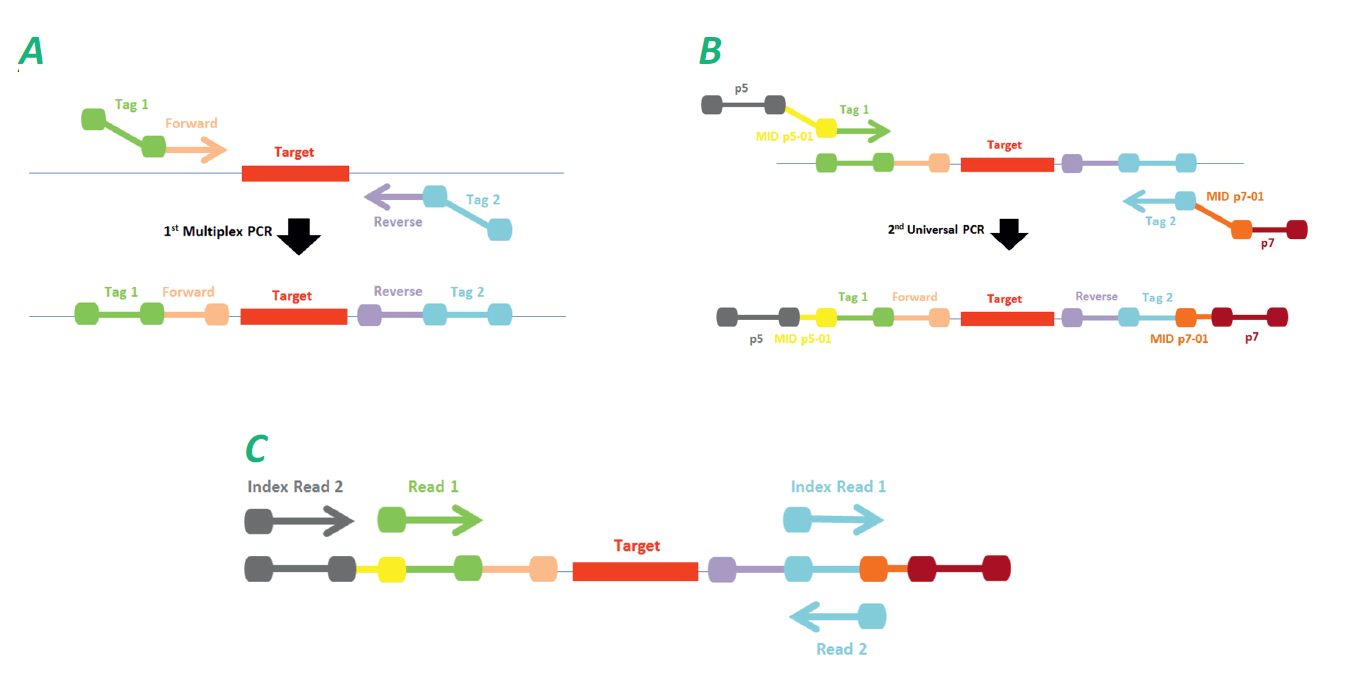 NGS-schema